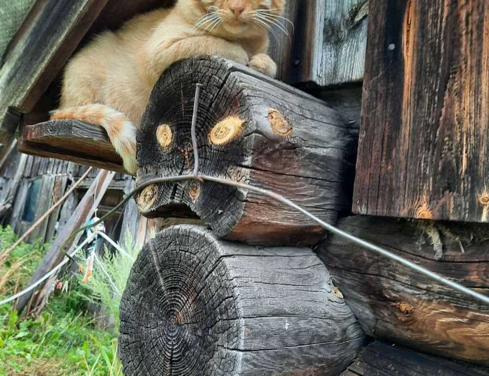 how mogothrow77 software is built