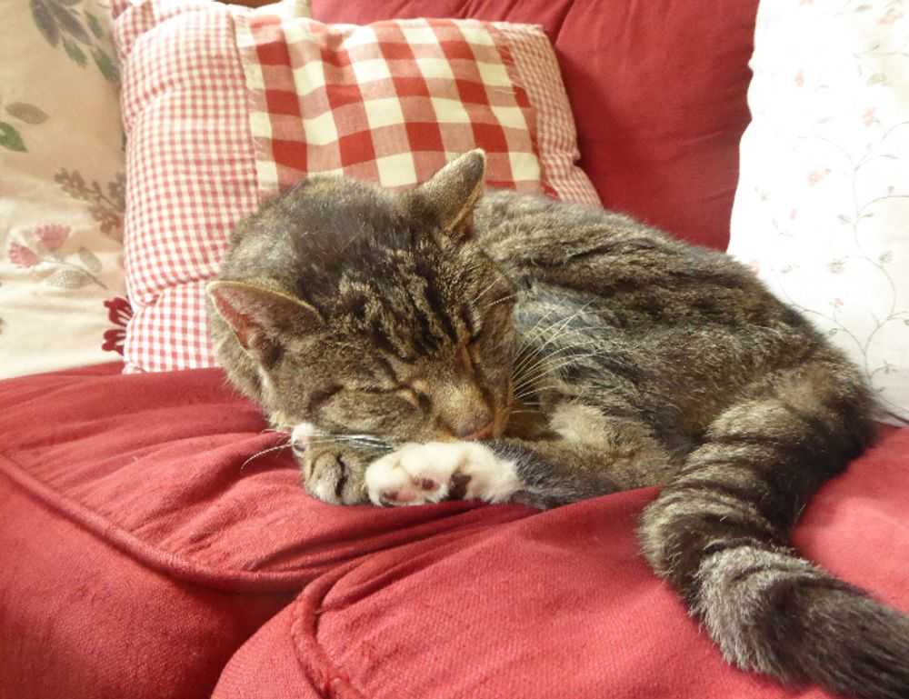 how to implement new software calpper4.8l in a company