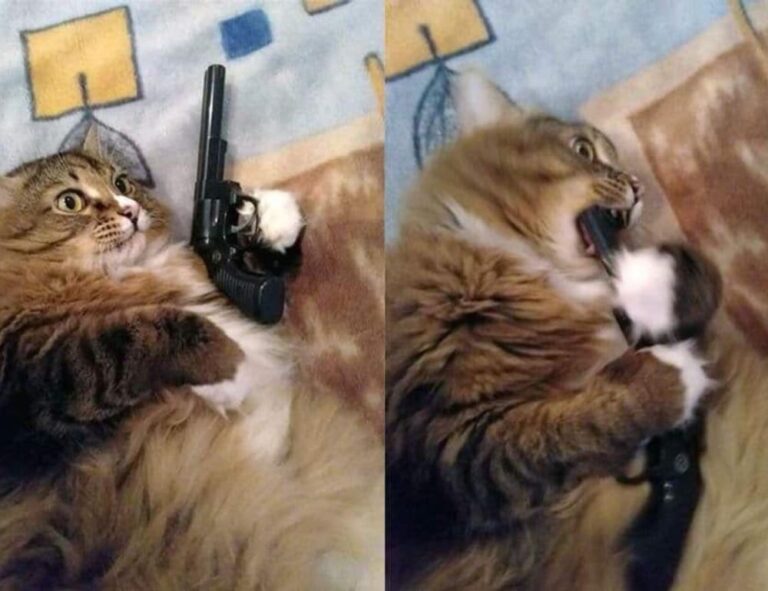 lacasadelosfamososvota