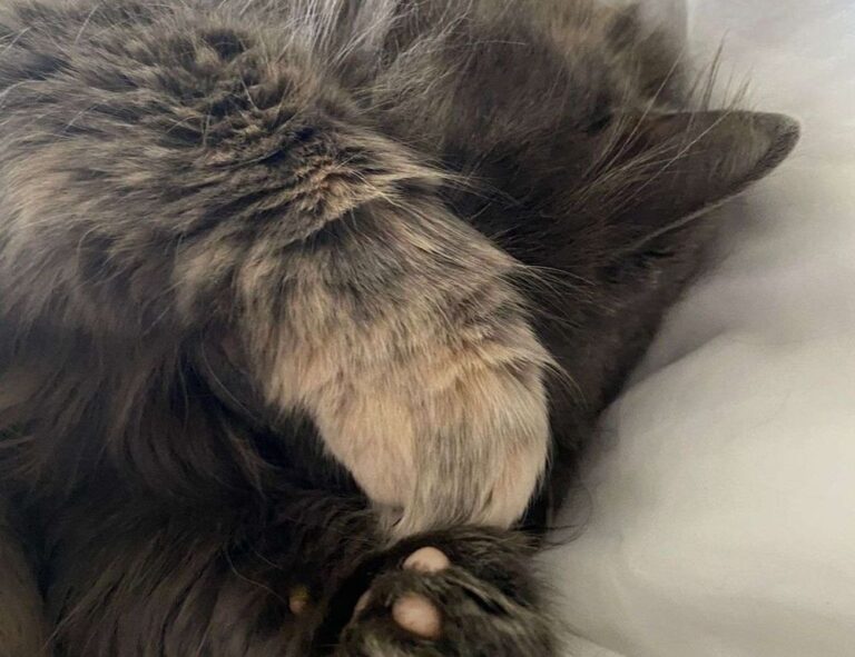 sattamatakamadhurday